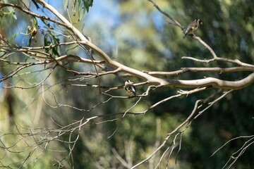 gum tree branches australia