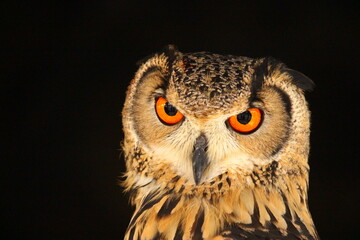 キリっとした表情のベンガルワシミミズク