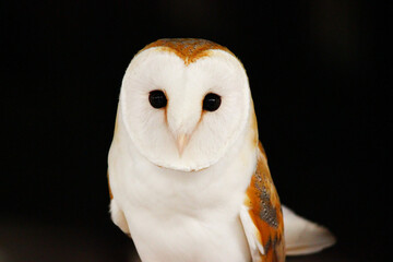 カメラを見つめるメンフクロウ