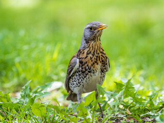Wood bird Fieldfare, Turdus pilaris, on a sprng lawn.