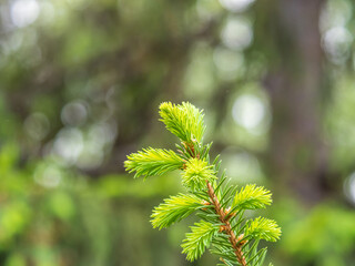 Fir branches with fresh shoots in spring.
