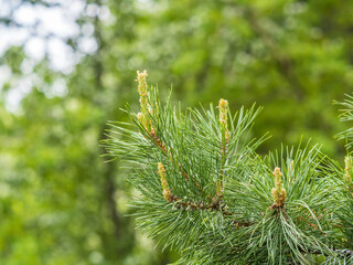 Cedar branches with long fluffy needles with a beautiful blurry background. Cedar branches with fresh shoots in spring.