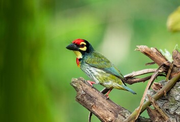 Coppersmith barbet , barbet , bird photo , wallpaper