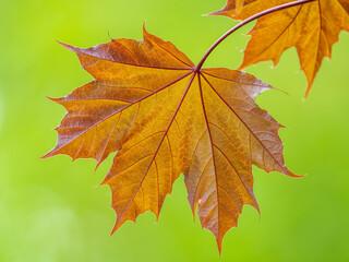 Tree branch with dark red leaves, Acer platanoides, the Norway maple Crimson King. Red Maple...