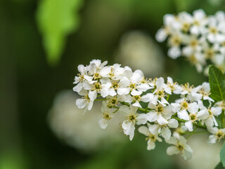 Obraz na płótnie Canvas White flowers blooming bird cherry. Close-up of a Flowering Prunus padus Tree with White Little Blossoms