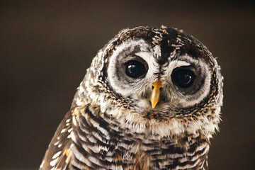 こちらを見つめる小柄なフクロウ