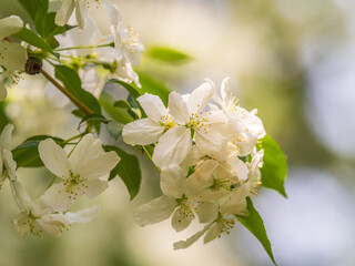White blossoming apple trees. White apple tree flowers