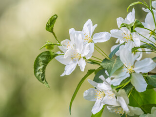 White blossoming apple trees. White apple tree flowers