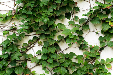 vines on the white wall