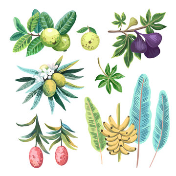 Set of tropical exotic fruits in watercolor artistic hand painted style. 