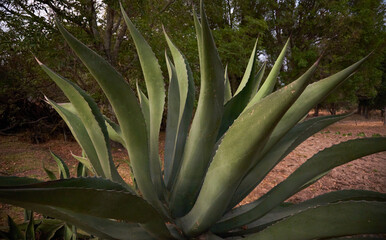 impressive Mexican maguey, plant for making pulque