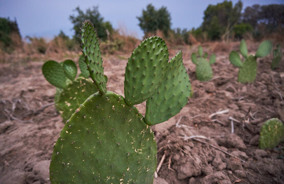 Mexican nopal plantation for production and export