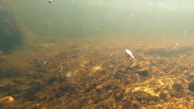 Longfin Dace - minnows in Sabino Creek in Arizona