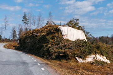 Vanersborg, Sweden A pile of brush piled on the side of the road after tree harvesting.