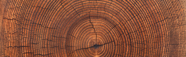 wood texture of a cross cut. stump surface background