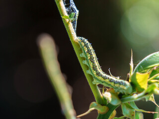 caterpillar on a branch