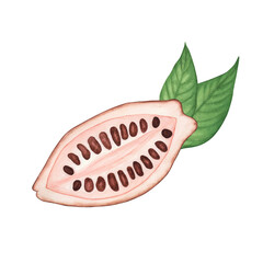 Ripe Cocoa pod with brown beans inside isolated on white background. Watercolor hand drawn illustration. Art for design