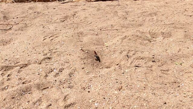 Digger Wasp and Burrow - Sabino Canyon, Tucson, Arizona