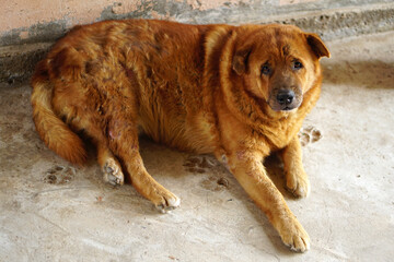 brown dog sitting at home