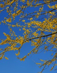 Fototapeta premium autumn leaves against sky