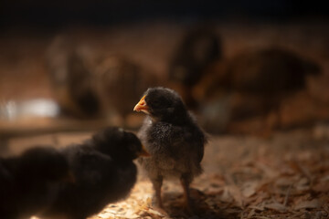 A view of baby chickens looking for food on the ground.