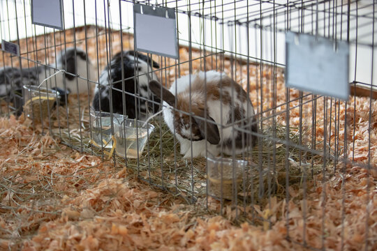 A view of a groomed and prized bunnies and rabbits inside cages, seen at a local carnival.
