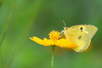 La mariposa amarilla está sobre la flor alimentándose del polen. - obrazy, fototapety, plakaty