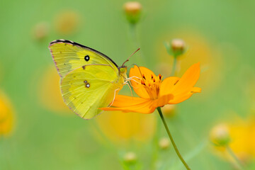 La hermosa mariposa está sobre la flor alimentándose.