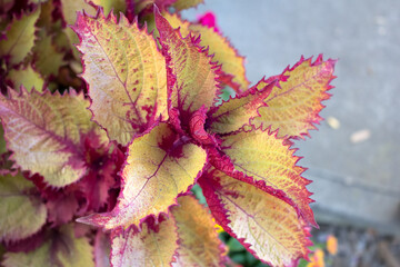A view of a colorful coleus plant.