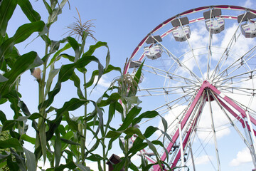 A view of green corn stalks, featuring a ferris wheel in the background.