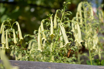 A view of cape figwort flowers.