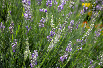 A view of a garden full of lavender flowers.