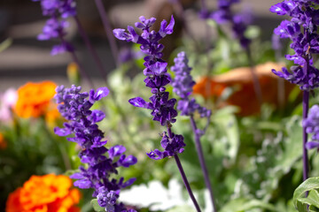 A view of purple salvia flowers.