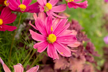 A view of cosmos flowers.