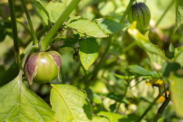 A view of blossoming tomatillo fruit, in a garden setting.