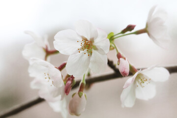 桜の花のクローズアップ（ソメイヨシノ）