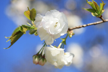 八重桜（白妙）