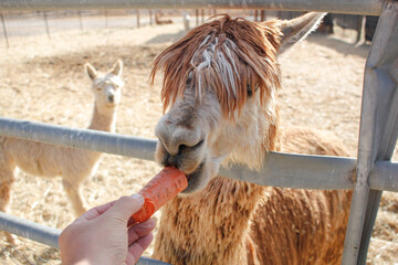 A view of hand feeding an alpaca a carrot.
