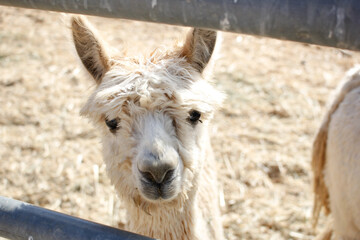 A view of an alpaca, seen at a local farm.