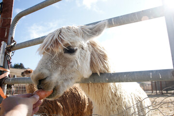 A view of hand feeding an alpaca a carrot.