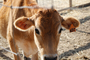 A view of a cow, seen through a metal fence, at a local farm.