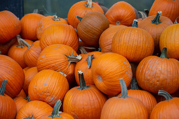 A view of a pile of big orange pumpkins, on display at a local grocery store.