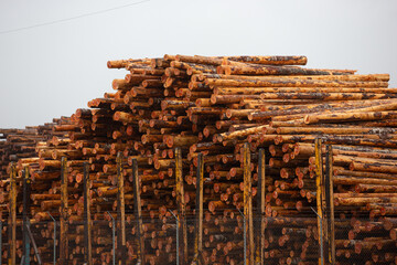 A view of a large pile of tree logs seen at a local logging yard. 