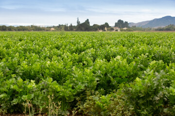 Fototapeta na wymiar A view of a large field of celery agriculture, seen in the farmland of Gilroy, California.