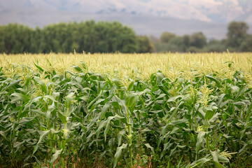 A view of a field of corn agriculture, seen the farmlands of Gilroy, California.