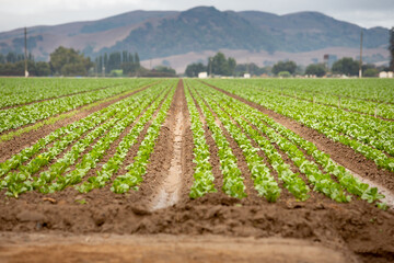 Fototapeta na wymiar A view looking down some rows of leafy green product, seen in the farmlands of Gilroy, California.