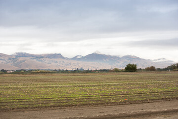 A view looking at young plants growing in the farmland of Gilroy, California.