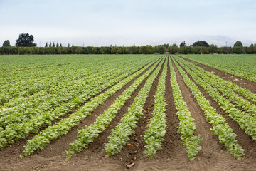 Fototapeta na wymiar A view looking down some rows of leafy green product, seen in the farmlands of Gilroy, California.