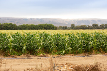 Fototapeta na wymiar A view of a field of corn agriculture, seen the farmlands of Gilroy, California.