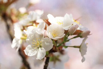 桜の花（御室有明）